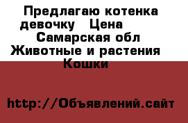 Предлагаю котенка-девочку › Цена ­ 700 - Самарская обл. Животные и растения » Кошки   